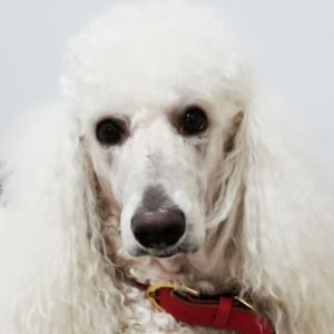 Meet your Posher, Sherry